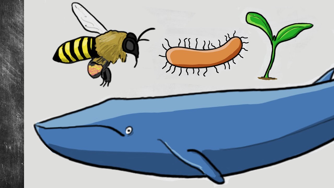 Why Do Living Things Evolve? │ Selfish Gene