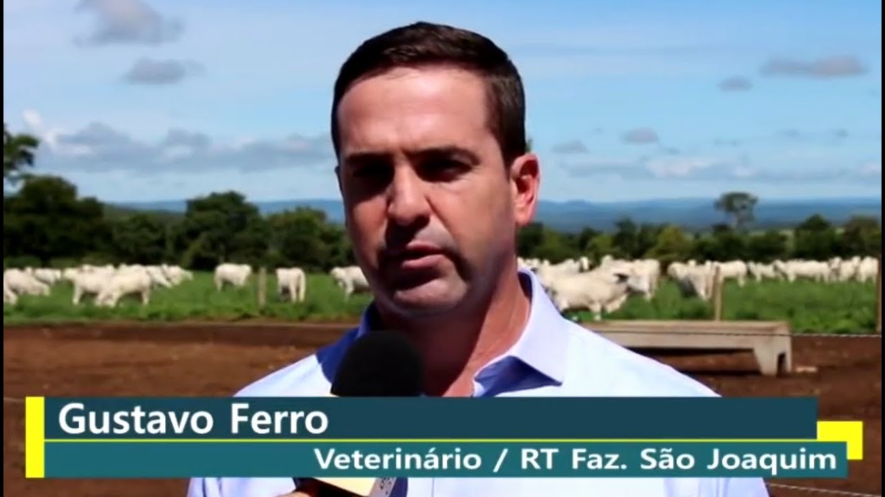Ponto de equilíbrio na engorda novilhas nelore à pasto com ganho mínimo de 800 g/dia.