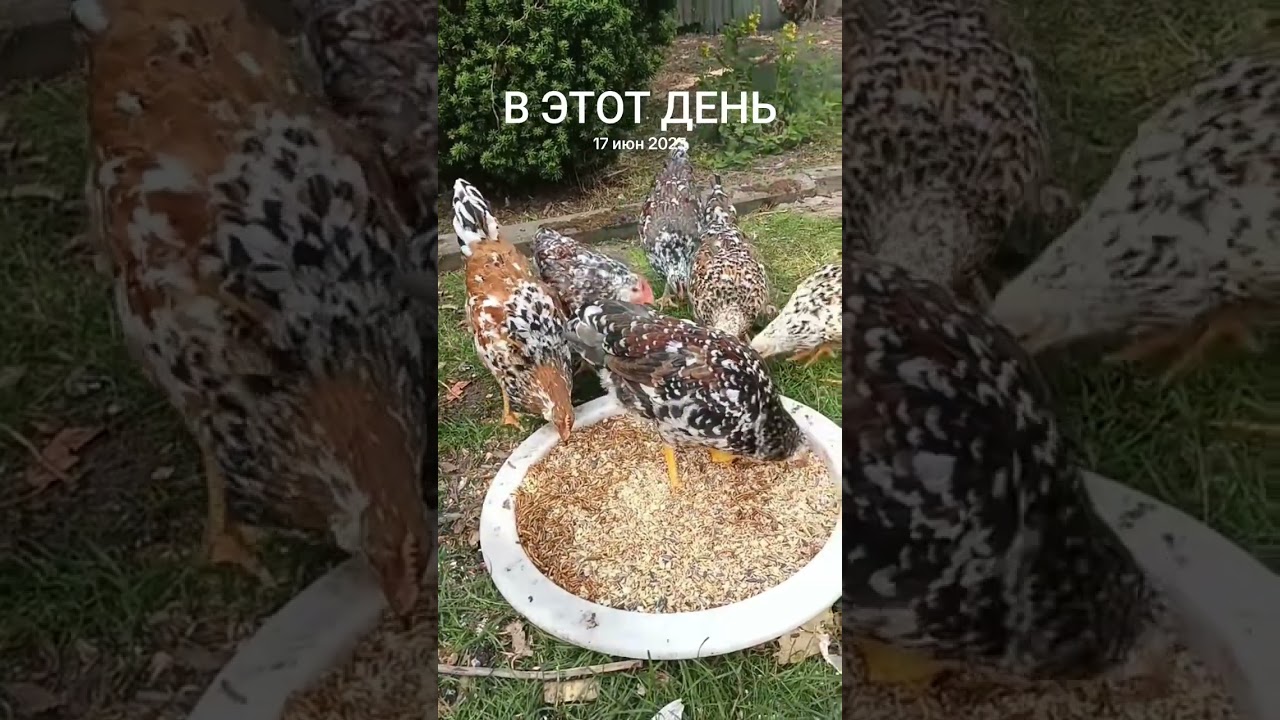 17 июня 2025 г.