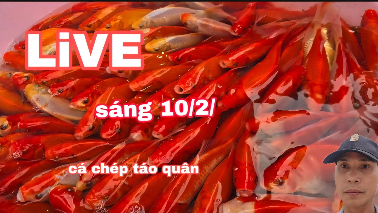 trực tiếp chợ cá 23