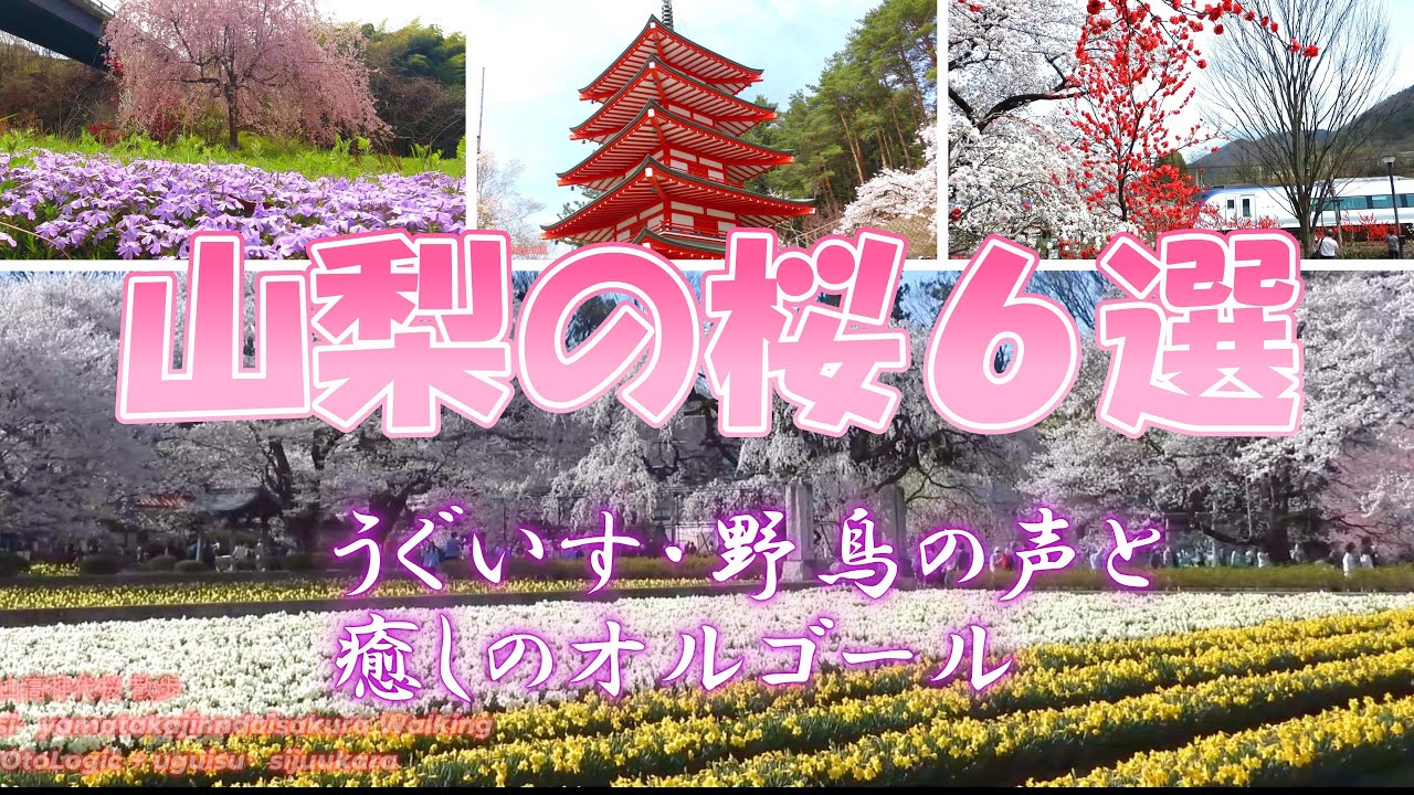 春の絶景！山梨の桜名所6カ所を巡ろう！　　うぐいすやカラ類の鳴き声とオルゴールの音色と共に癒されよう！　　6 famous cherry blossom spots in Yamanashi