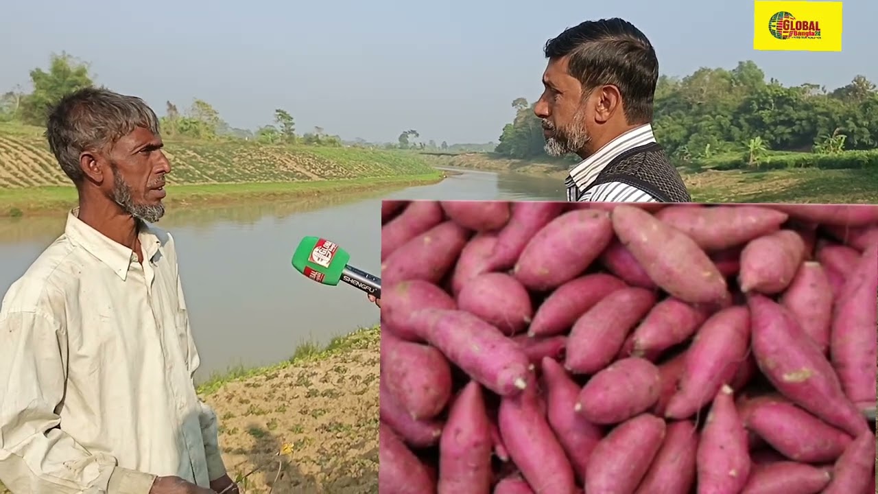 মিষ্টি আলু ক্ষেতে জন্ডিসের আক্রমন