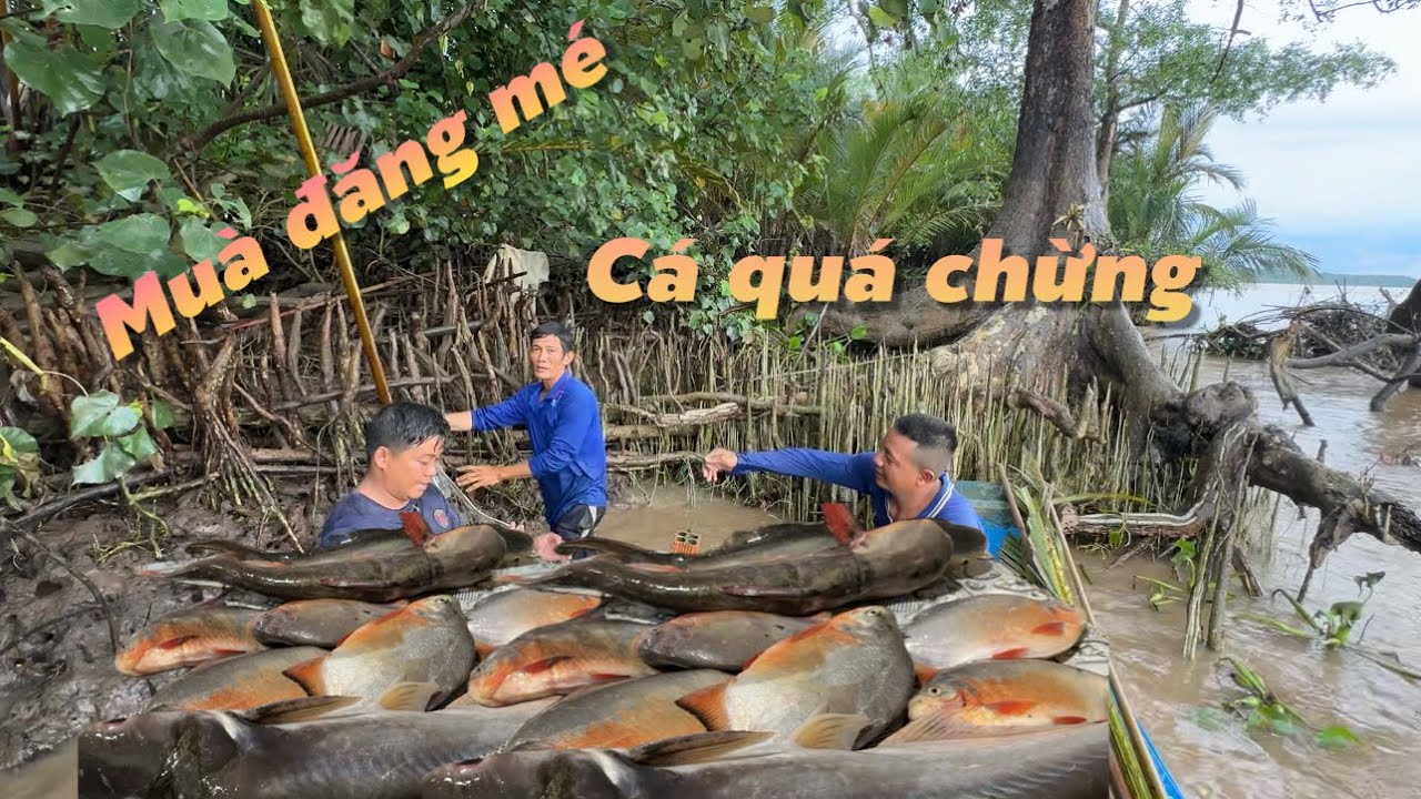 Lấy lại phong độ m&ugrave;a đăng m&eacute; c&aacute; d&iacute;nh qu&aacute; chừng lu&ocirc;n rồi | C&ugrave; Lao Dung Vlogs