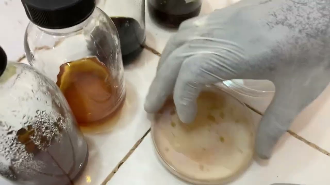 Analyse de la qualité microbiologique du lait  frais