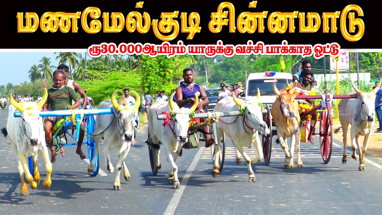 மணமேல்குடி சின்னமாடு பந்தயம் 21.02.2026