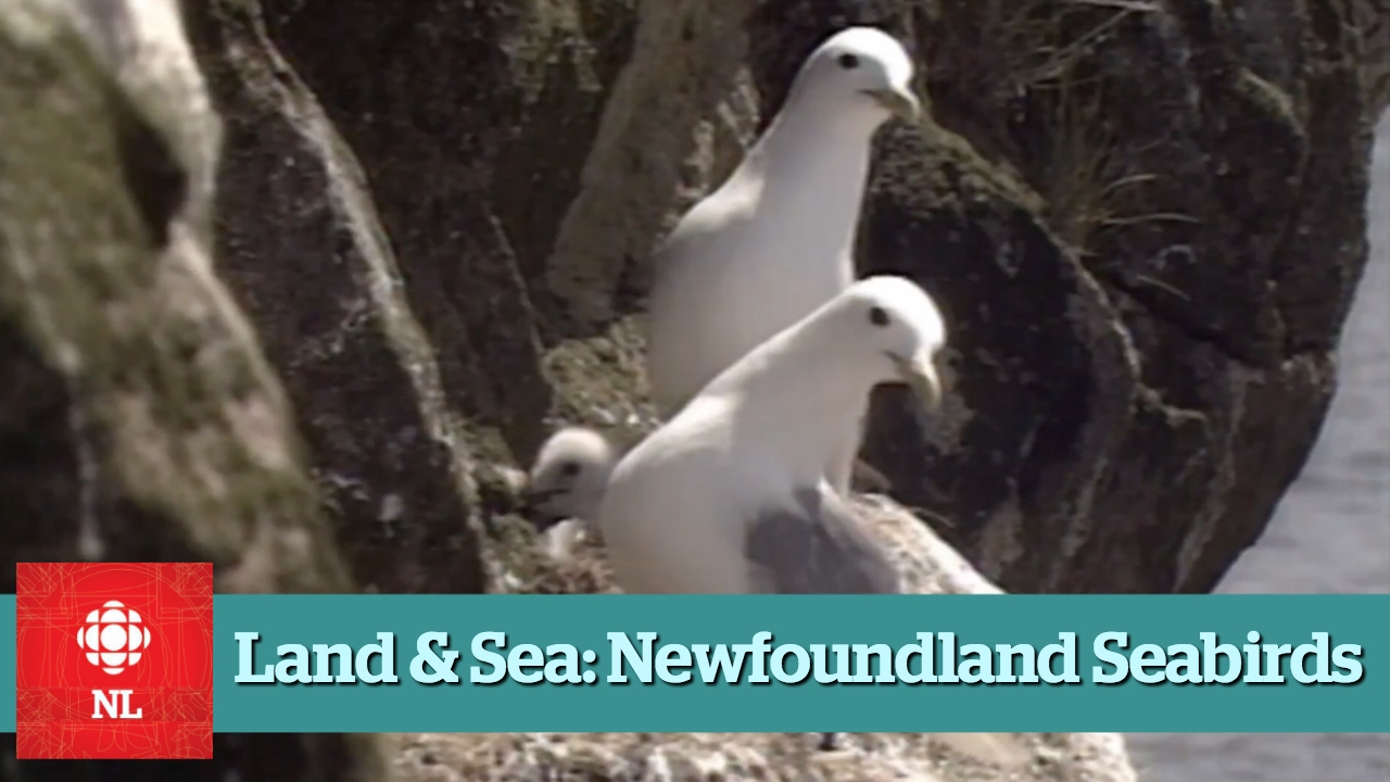 Land & Sea: Newfoundland Seabirds