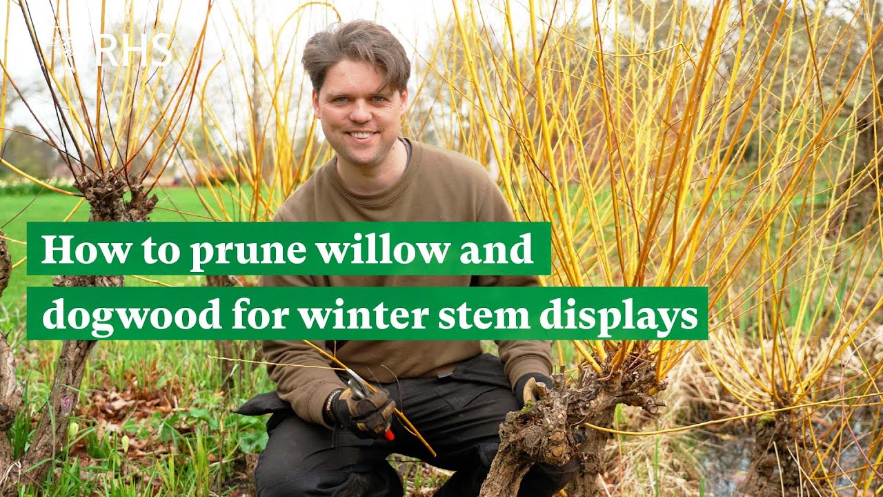 How to prune willow and dogwood for winter stem displays | The RHS