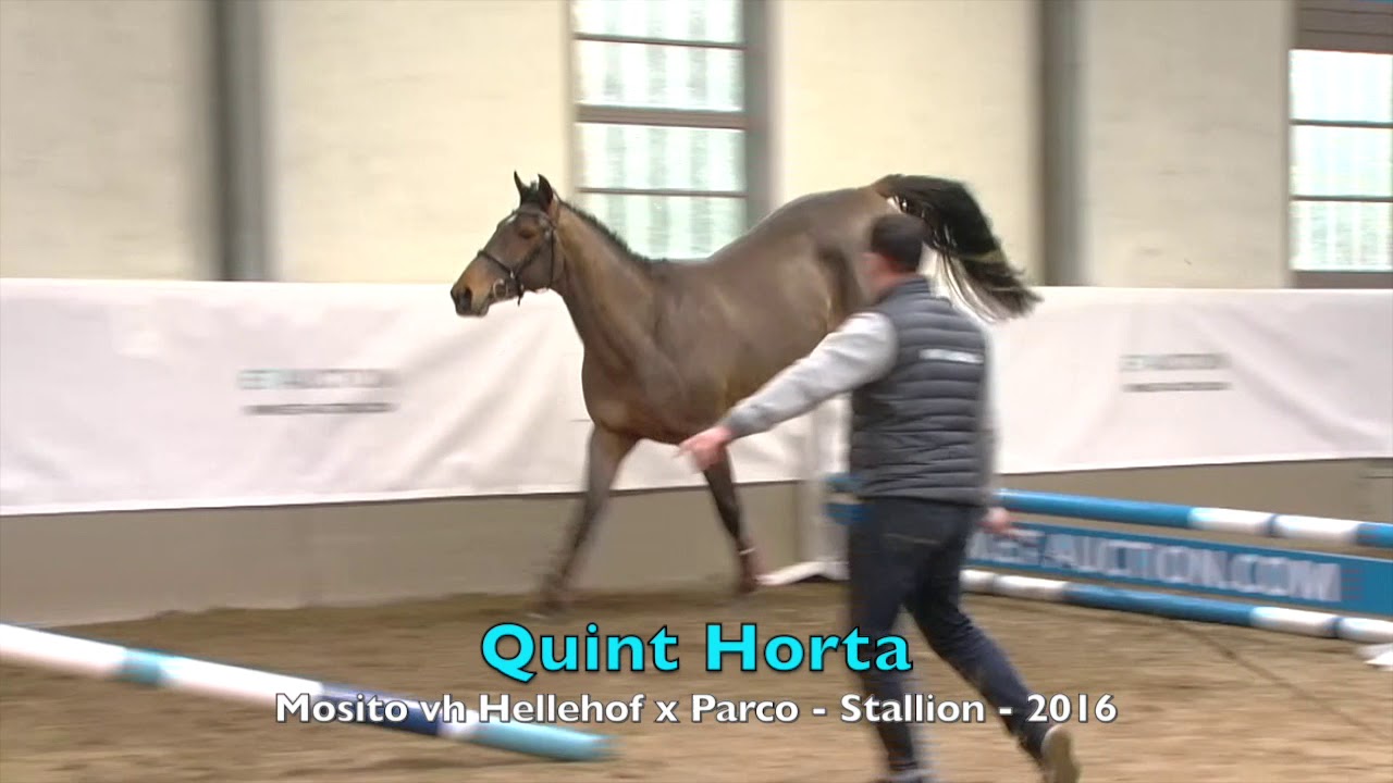 Quint Horta (Mosito vh Hellehof x Parco) - Stallion - 2016