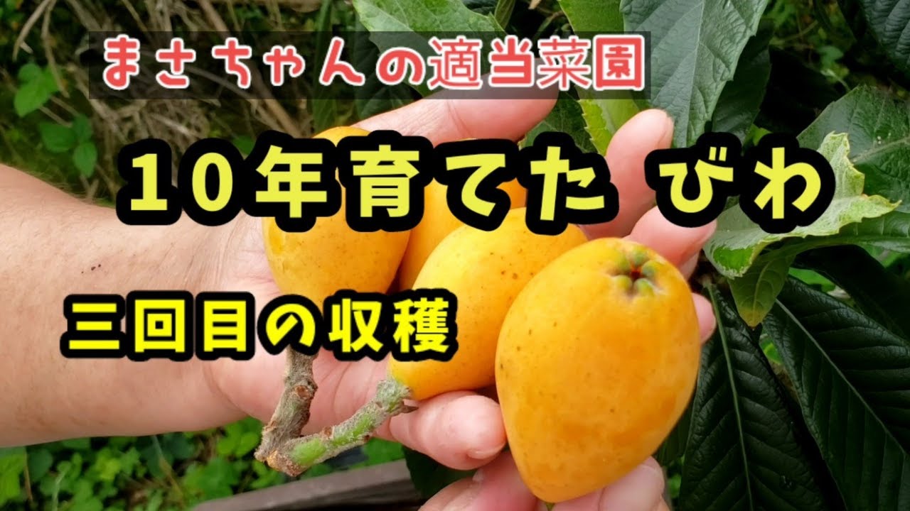 びわ の実収穫【 まさちゃんの適当菜園 】