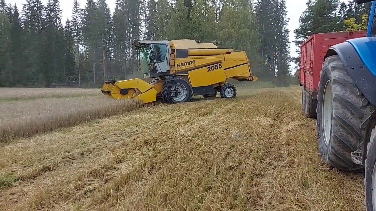 Harvesting barley. Ohran puintia.