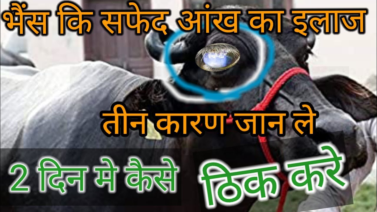 🔴गाय भैंस कि आंख सफेद होना पानी आना कैसे ठीक करें | पशु अंधा हो गया क्या दवा दे | Animal Blind treat