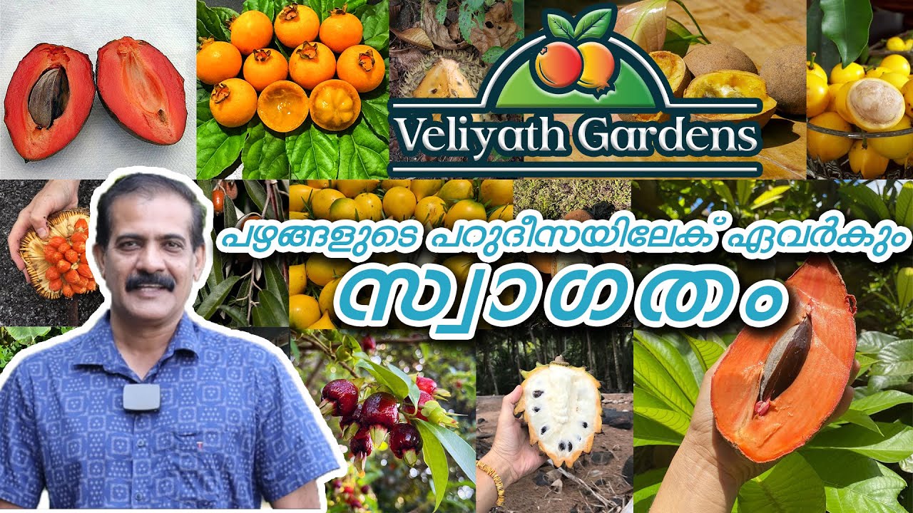 🥭🍋ഇനി കുറച്ച് വെറൈറ്റി പഴങ്ങളാവാം ....🍒😁🍏