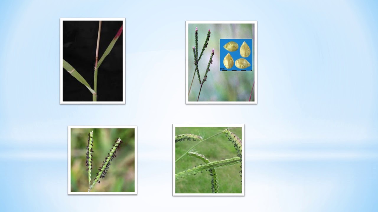 PASPALUM NOTATUM