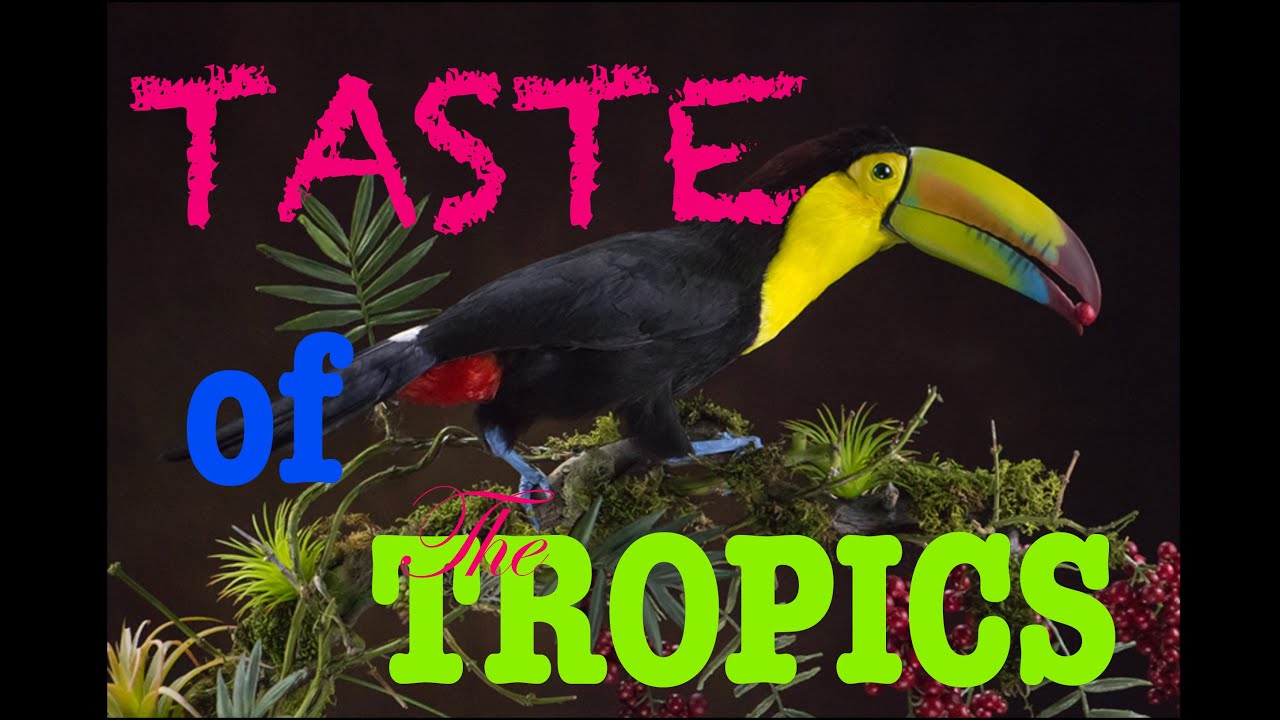 Toucan bird Taxidermy, ... I used the real beak... Art of Taxidermy.