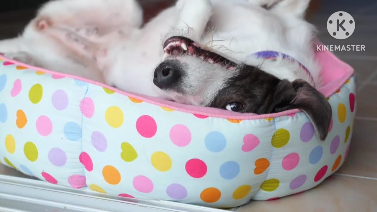 CUTENESS OVERLOAD (FURRY FRIENDS)