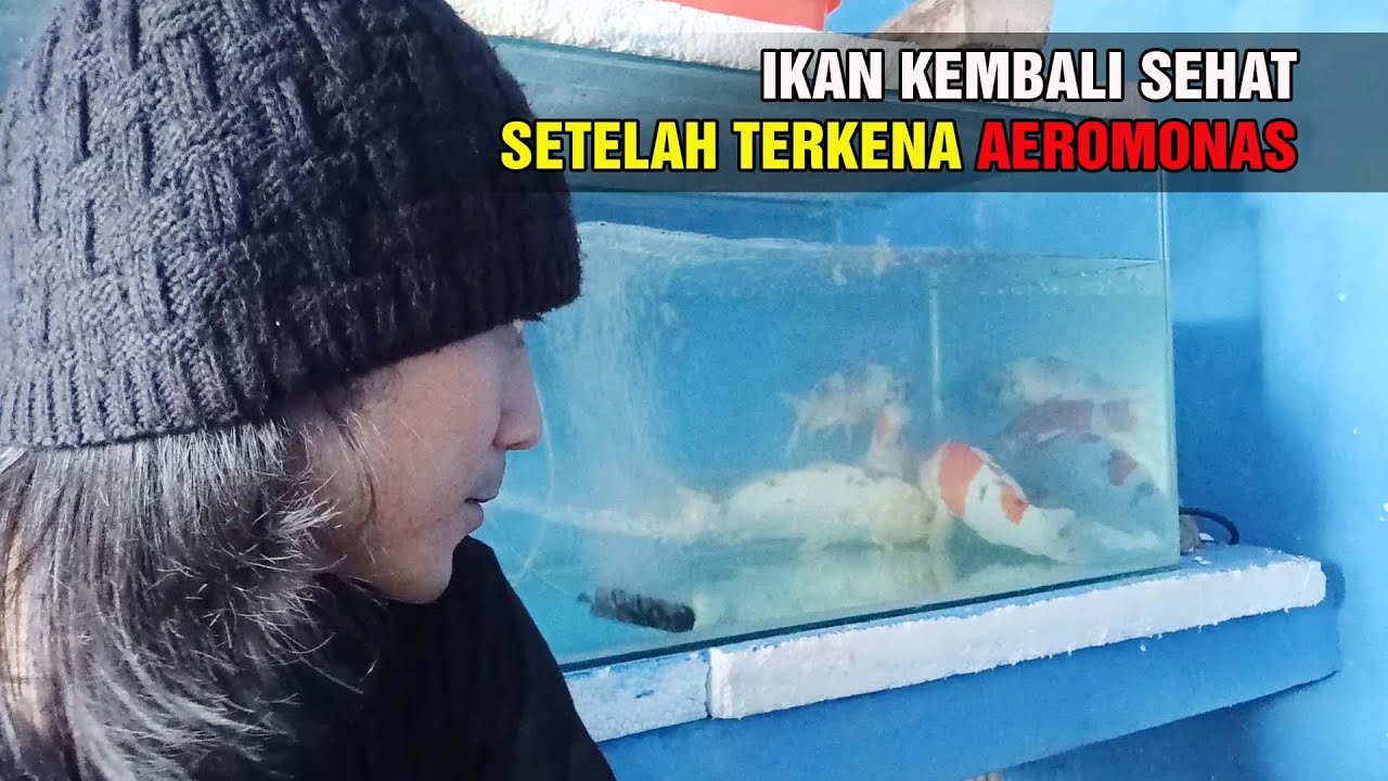 KARANTINA 1 MINGGU AEROMONAS MINGGAT