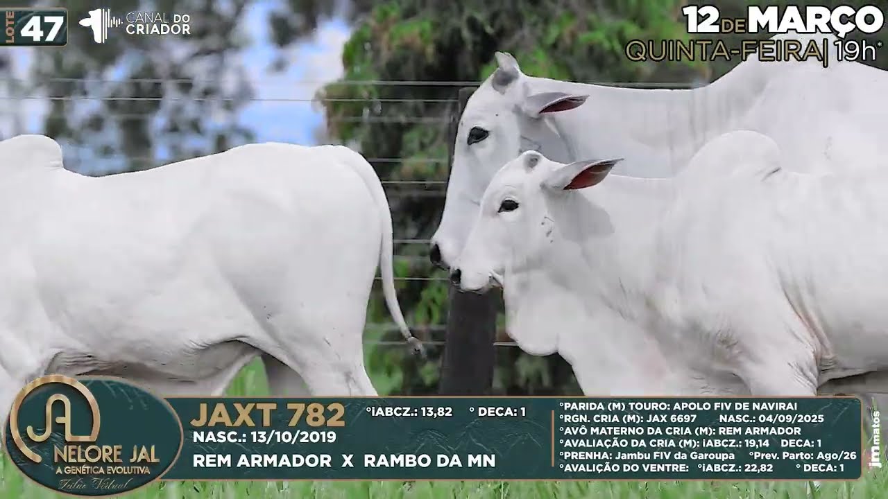 LOTE 47   JAXT 782 e JAX 4975
