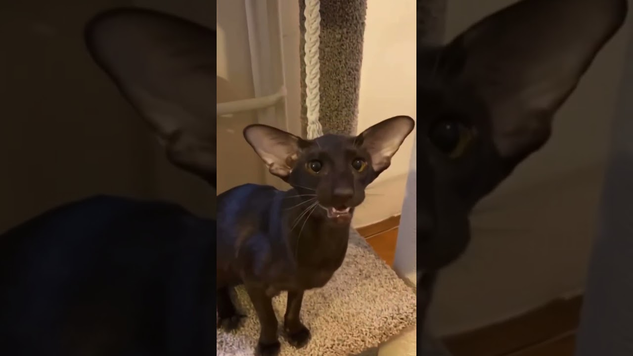 Big eared cat meowing