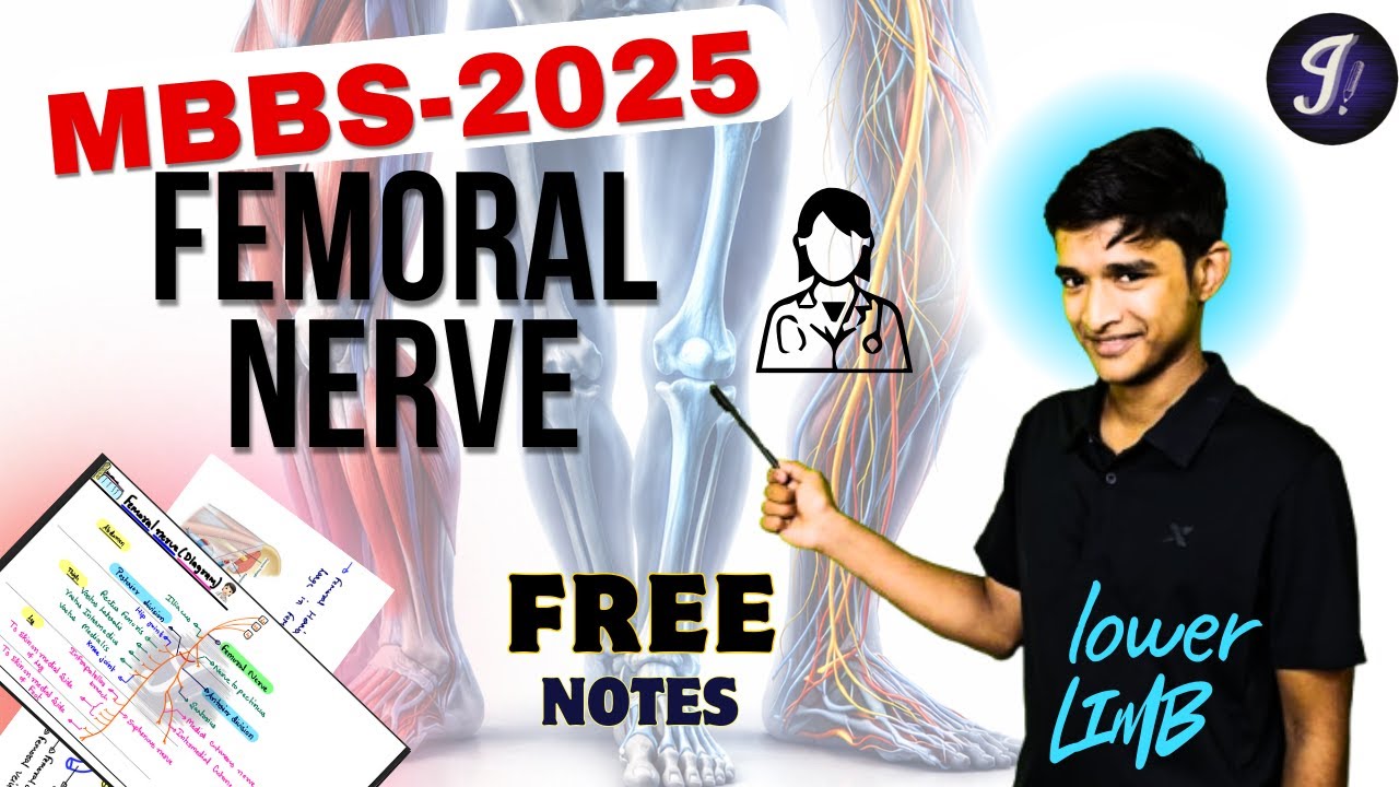 Femoral nerve | University Exam Oriented | MBBS 1st Year | Lower Limb Anatomy