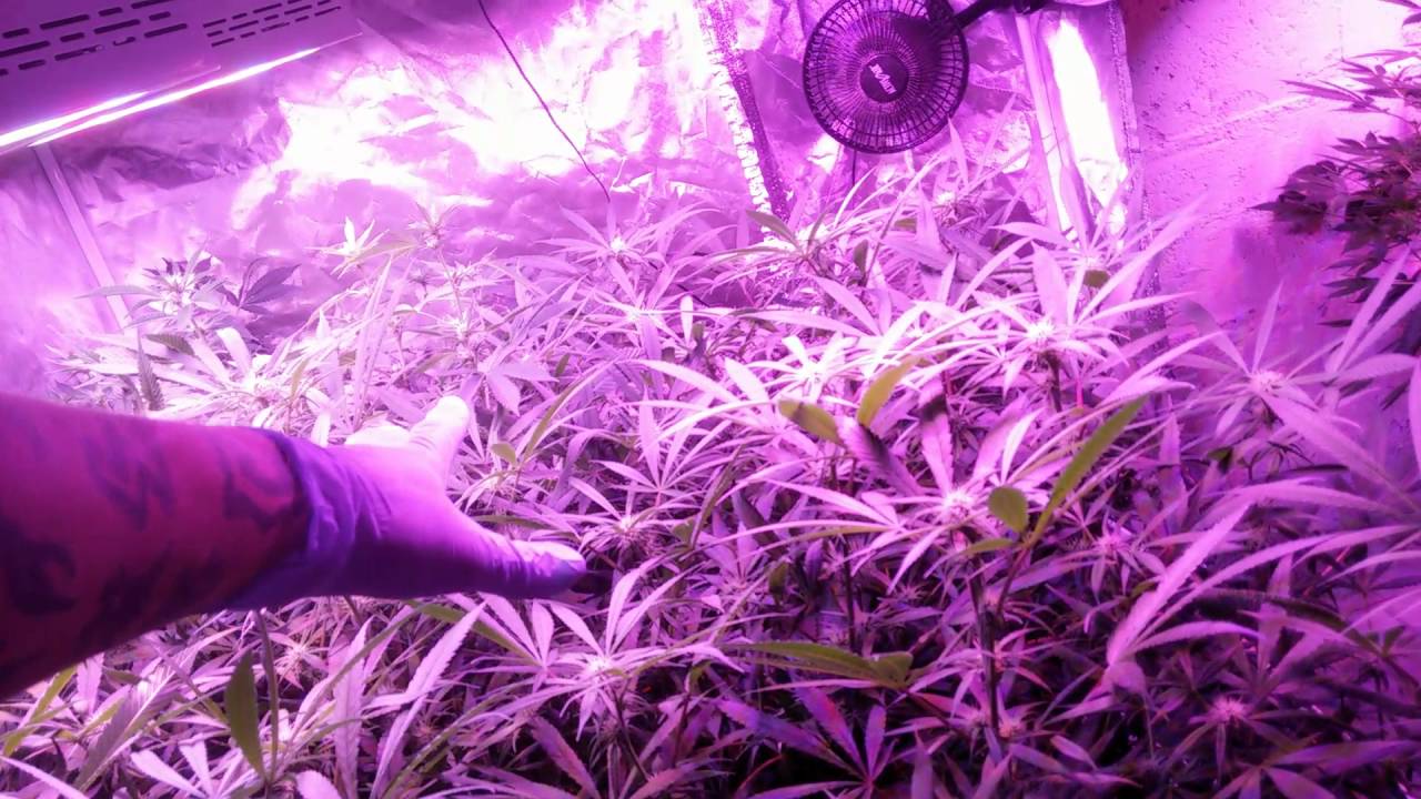 Flower week 4 day 22 Blue Dream and Sour Diesel scrog