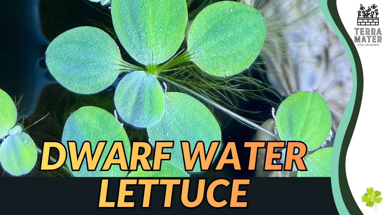 Карликовый водный салат (Pistia stratiotes): плавающее розеточное водное растение. Введение