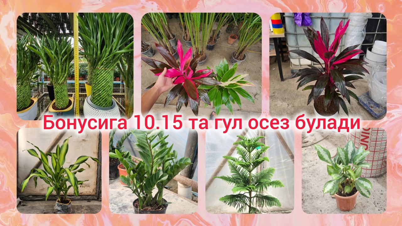 1-мартгача бонус учун 10-15 та гул олишингиз мумкин. 24.01.2025