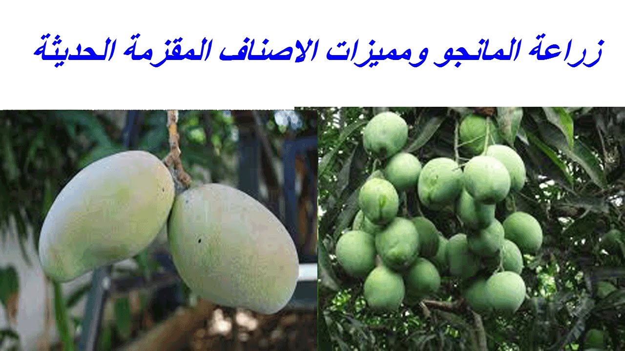 زراعة المانجو ومميزات الاصناف المقزمة الحديثة
