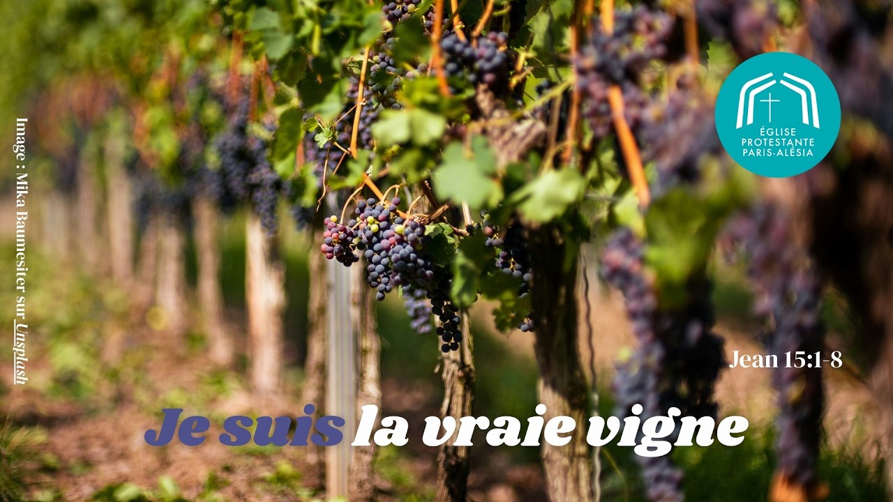 Je suis la vraie vigne (Jean 15: 1-8) - Mélanie Ehrismann - 22 02 2026