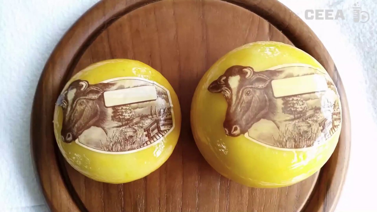 Making Gouda cheese