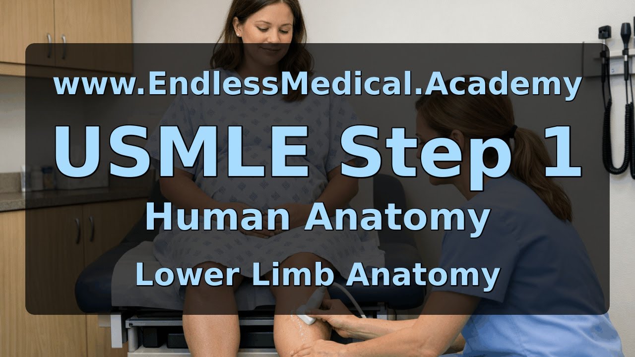 Lower Limb Anatomy, Human Anatomy, USMLE Step 1 - Full Vignette with Extended Explanations