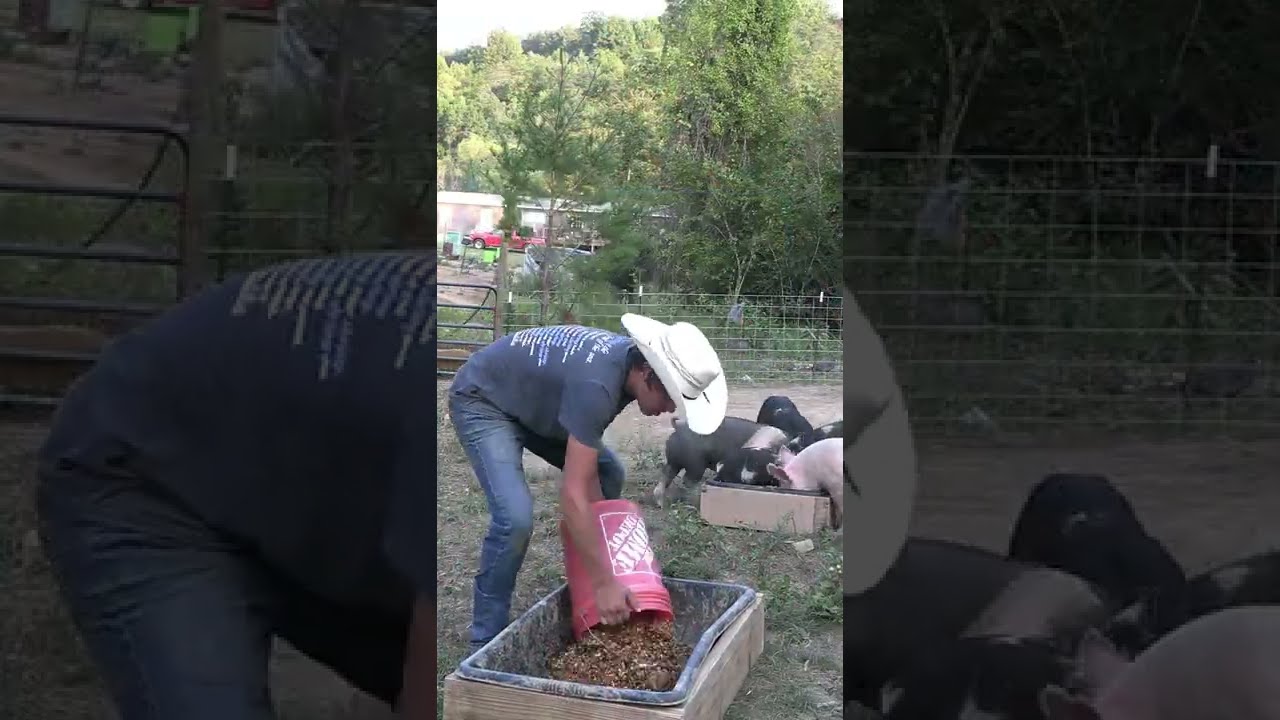 Сделайте кормушку для свиней своими руками с помощью бетоносмесительной ванны