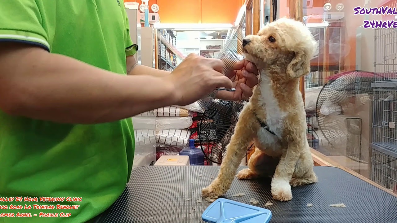 Ilocos Nueva Viscaya 24 Hour Pet Grooming  February 2019 ( Poodle Clip ) By Groomer Ramon Arnel