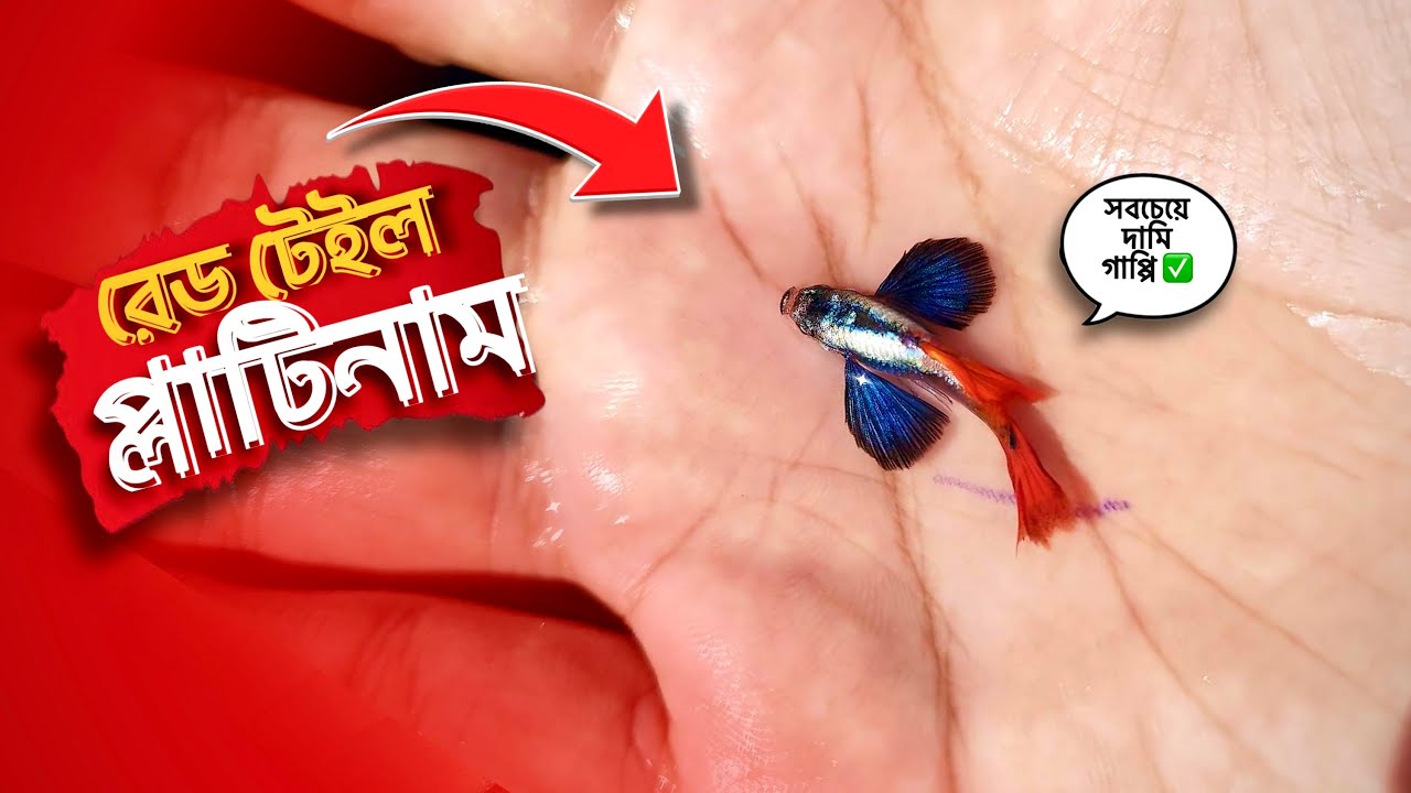 আমি কিনেছি বিভিন্ন এক্সপেন্সিভ গাপ্পি একসাথে, কিন্তু কেনো ❓|| Inside Aquarium