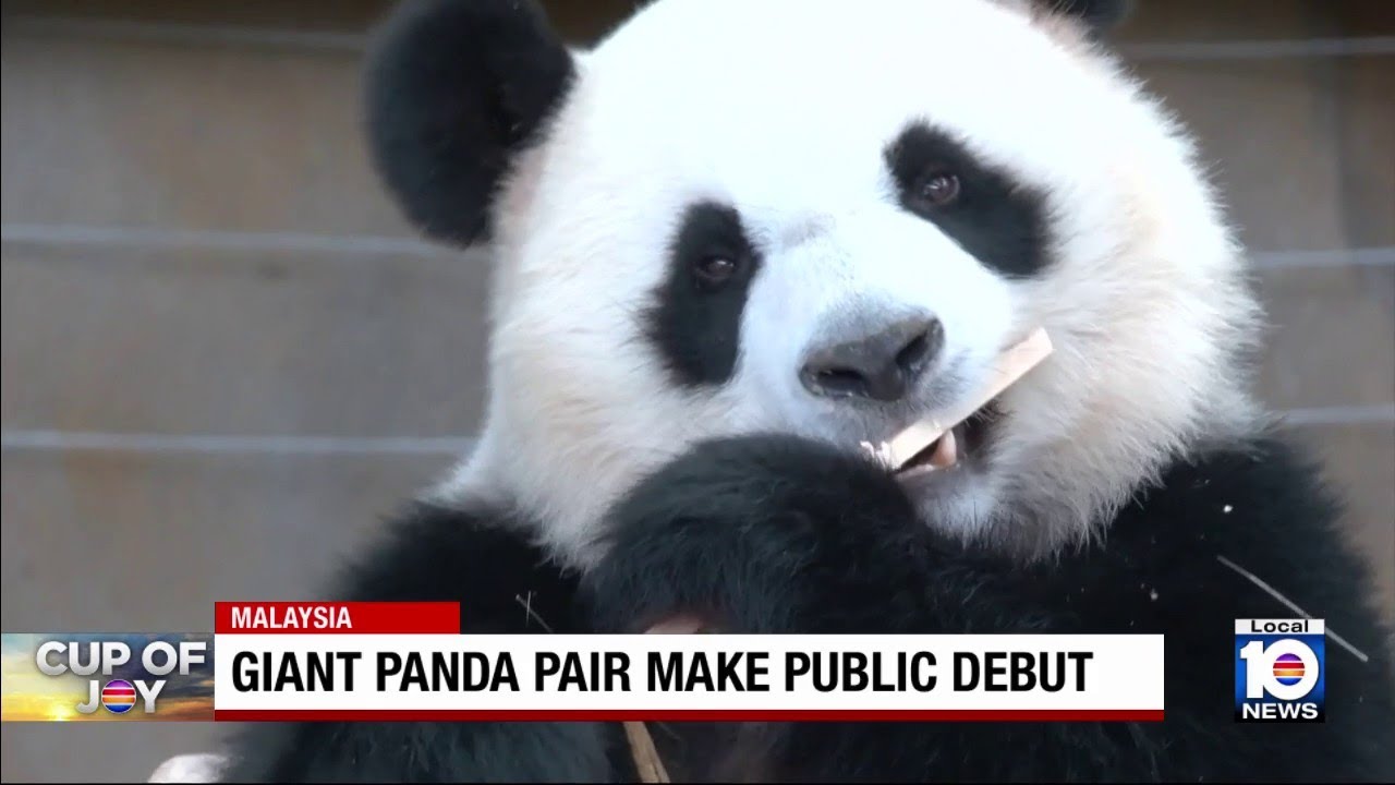 Giant pandas make debut at Malaysian conservation center