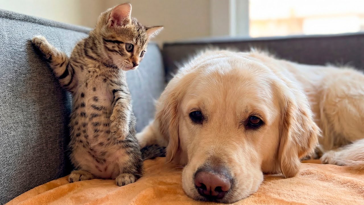 Tiny Kitten Instantly Trusts a Gentle Golden Retriever