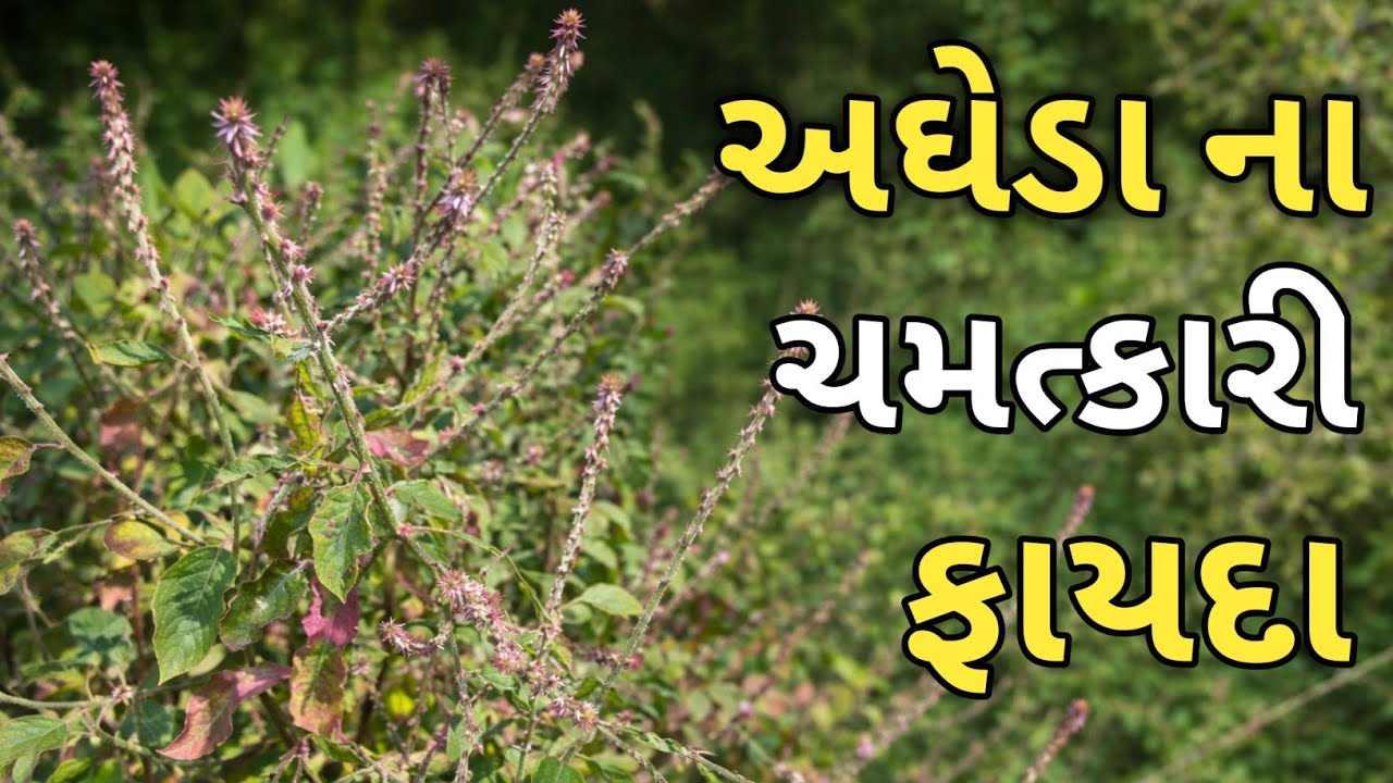 અઘેડા ના ચમત્કારી ફાયદા | પાન અને મૂળ ના ઉપયોગથી અણમોલ આરોગ્ય લાભ