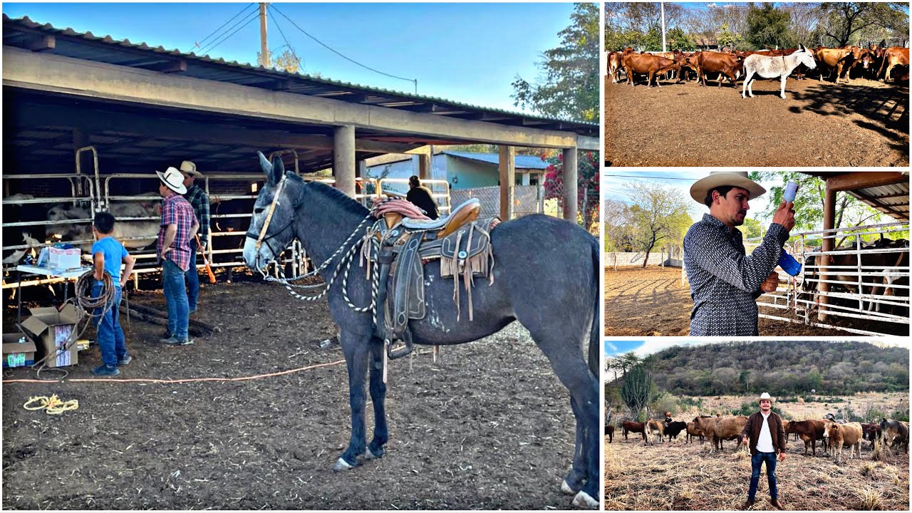 ASÍ TRABAJAMOS MÁS 200 CABEZAS DE GANADO 🐮 🐄🌳💉🇲🇽#ranchero95