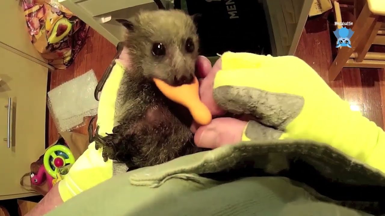 Baby flying-fox in care:  this is Gosling on day 3