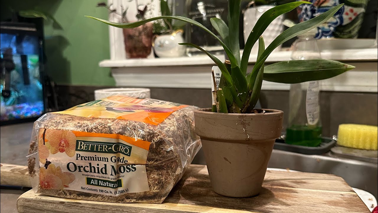 Repotting Oncidium Orchid. Beginner Orchid Care.