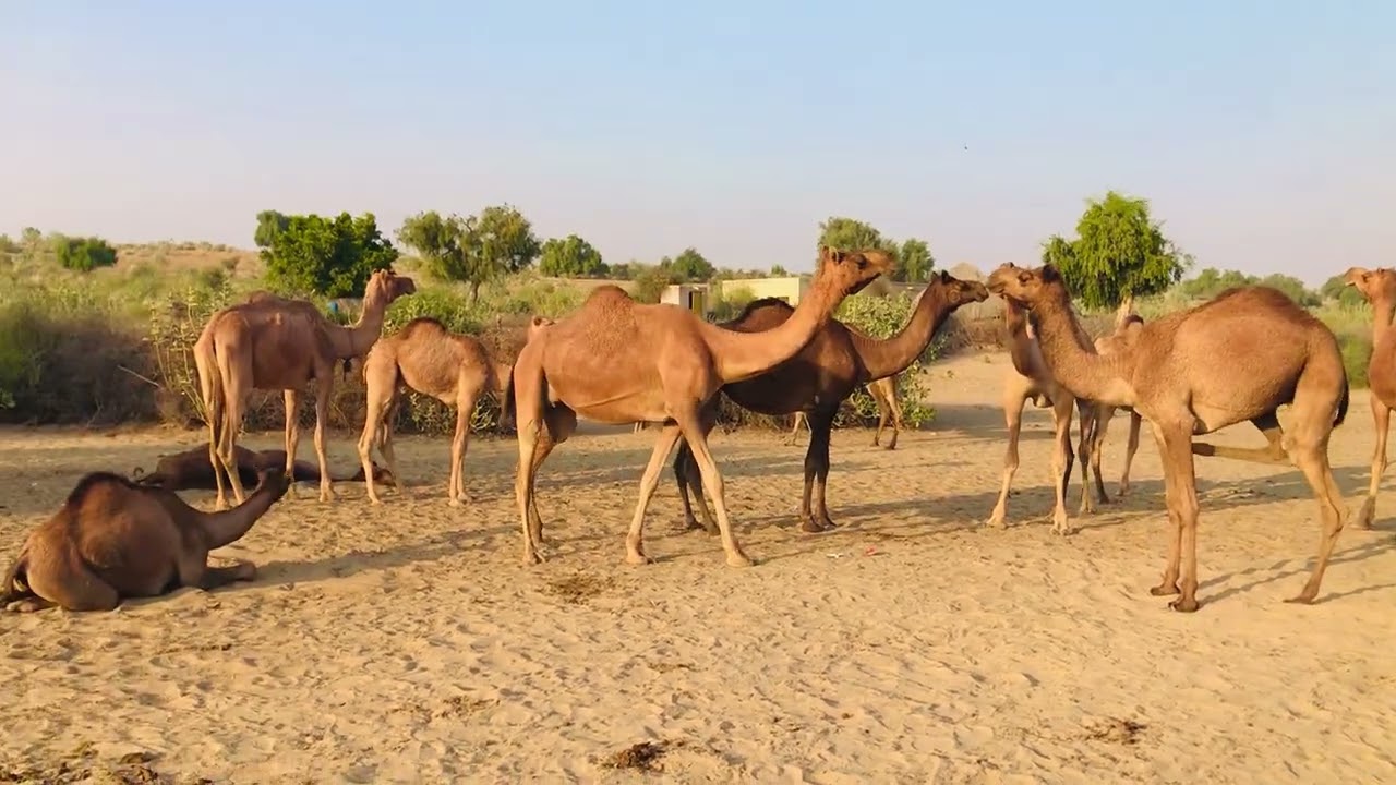 Daily Life of camels | Love & Care Story | Amazing Camel Life