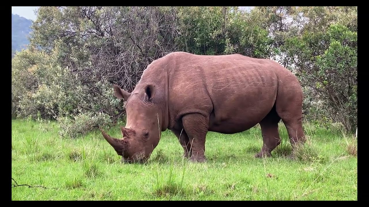 wild babies 4k _Amazing world of young animals.