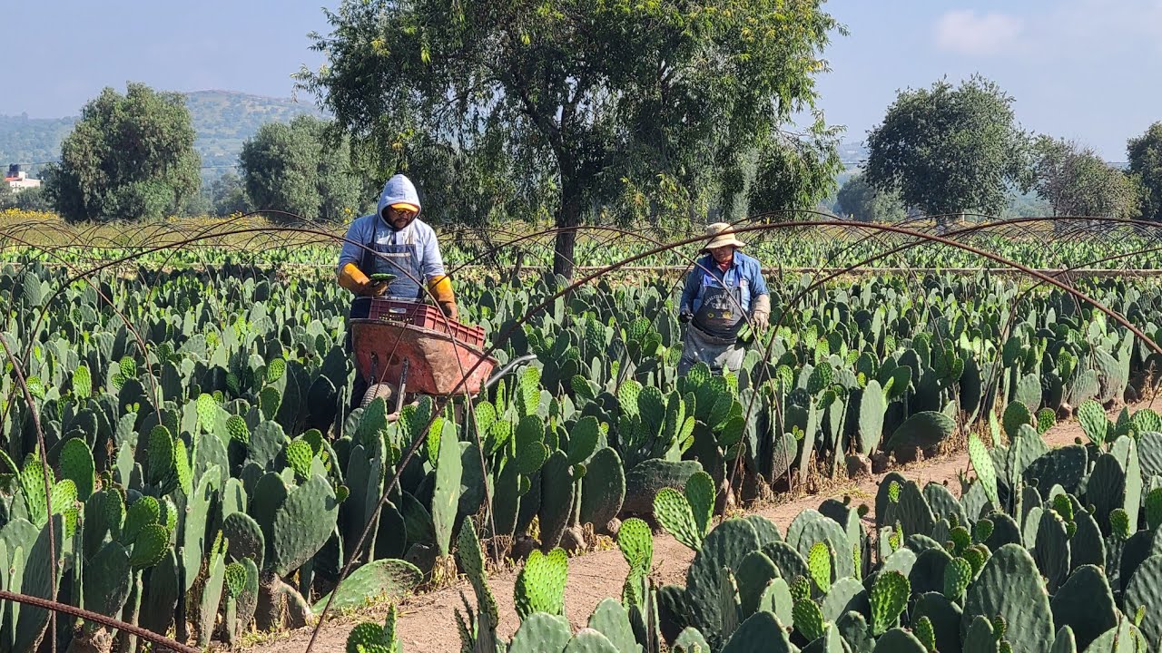 ERRORES al plantar tus NOPALES, consejos y cuidados durante el riego