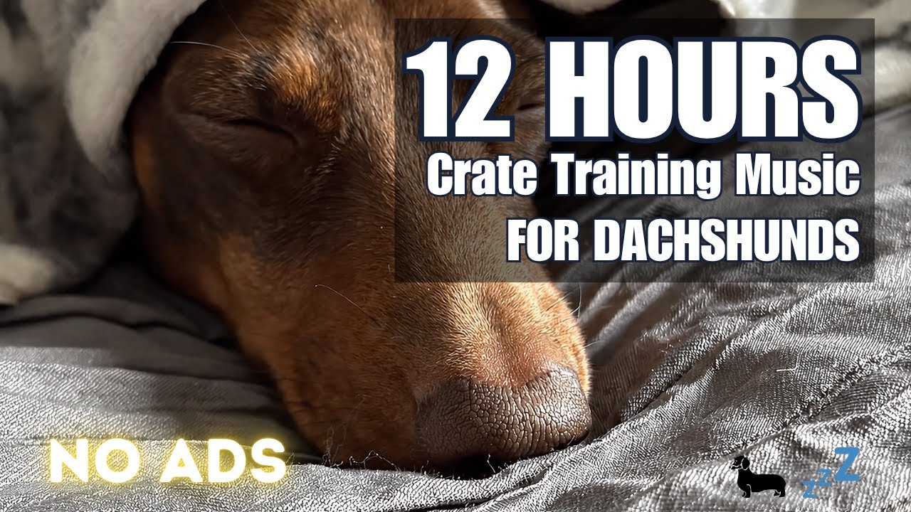 12 HOURS Crate Training Music for Dachshunds 🐾🏡 Creating a Calm & Safe Den