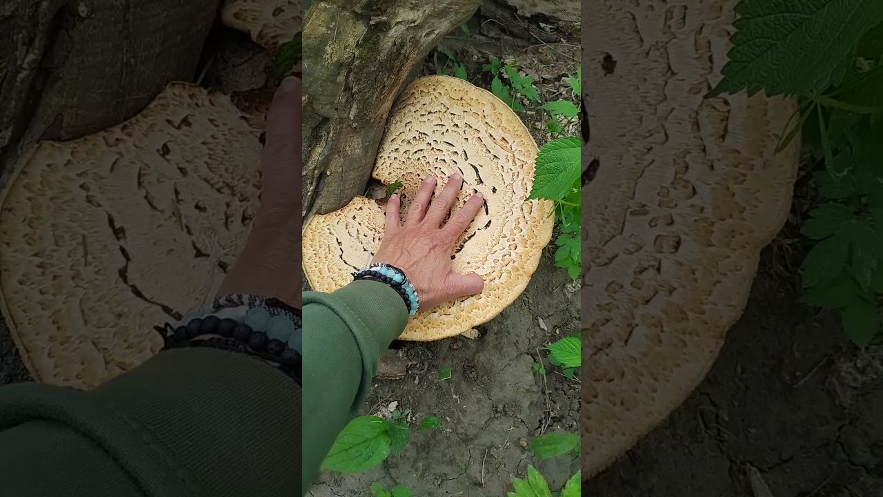 A huge Dryad's saddle aka Pheasants back #mushroom. Deborah, IA #travel #adventure #fungus #shorts