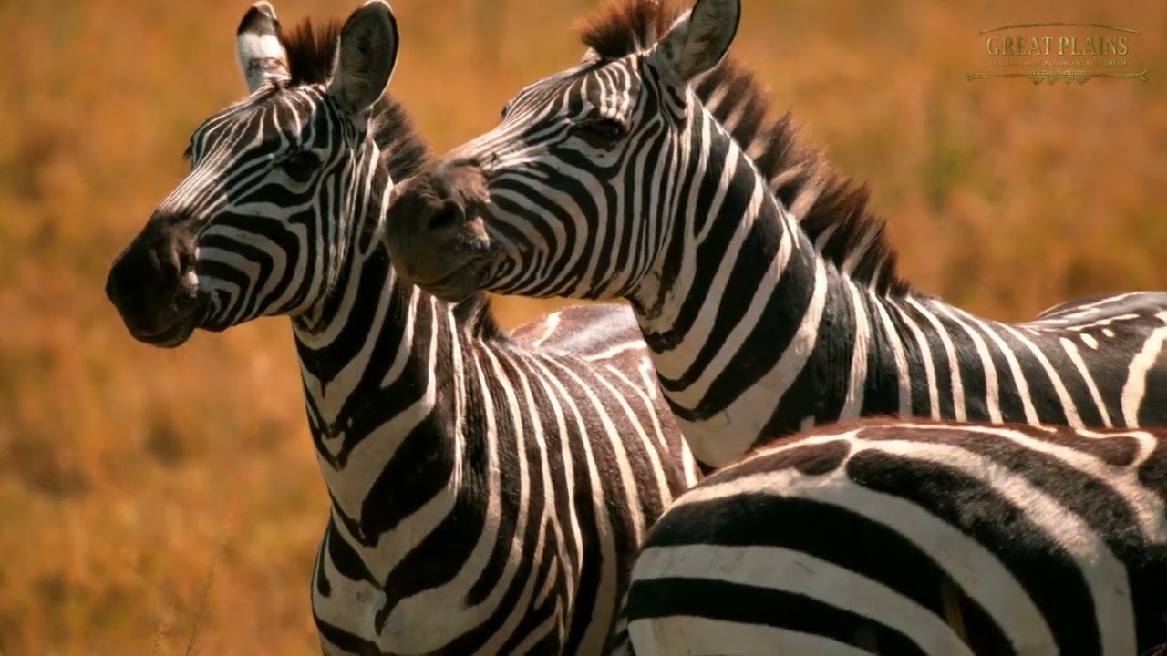 Zebra Migration | Great Plains