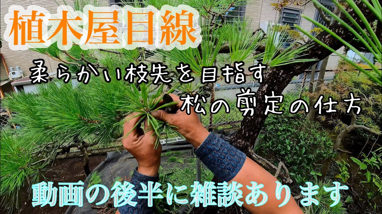 《植木屋が教える》松の剪定と怪我復帰雑談