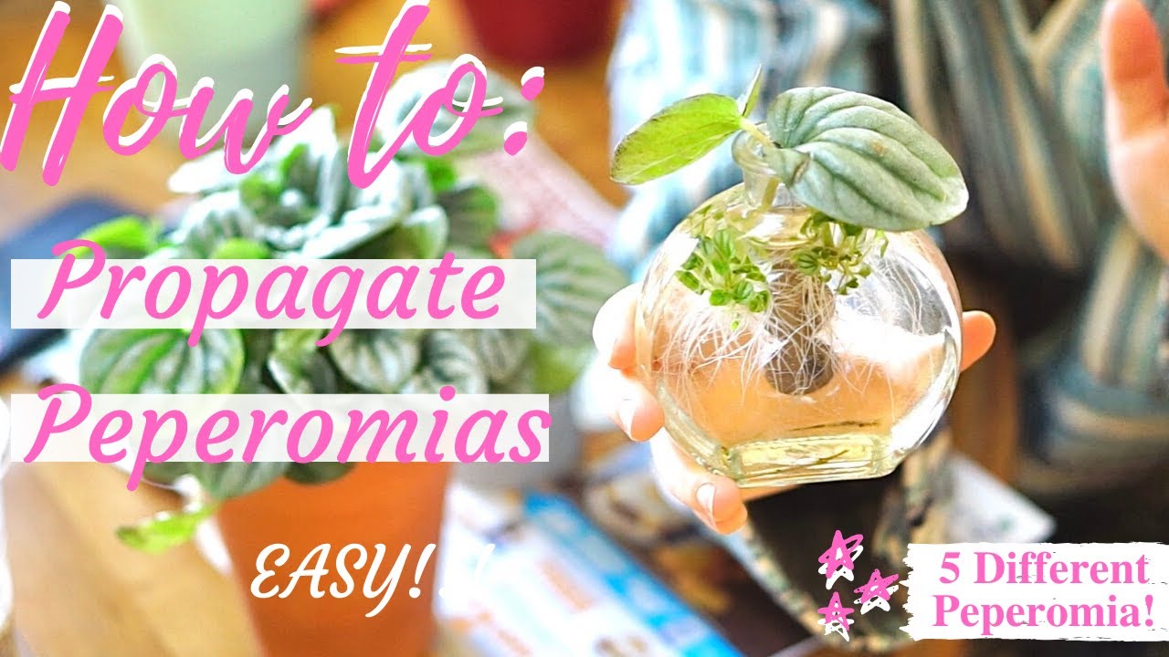 HOW TO PROPAGATE PEPEROMIAS [5 DIFFERENT TYPES]EASY