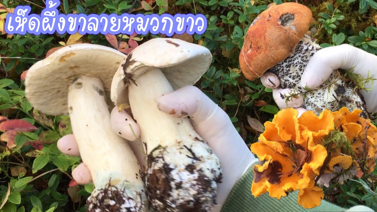 เห็ดผึ้งขาลายชุดสุดท้ายของปี ได้แค่ไม่กี่ดอกเองค่ะ😅 เจอเห็ดเหลืองในป่าข้างเขาปิคนิคให้พอได้เก็บ😅🍄