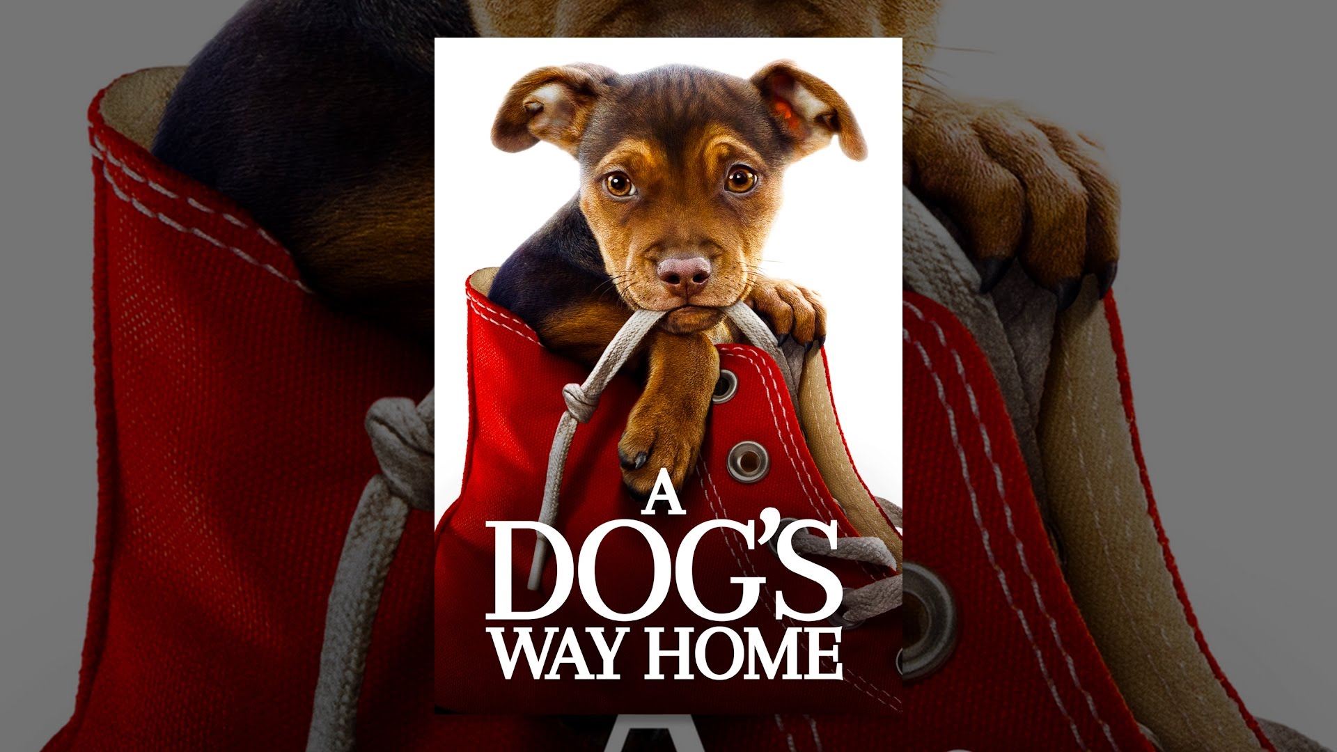 A Dog's Way Home