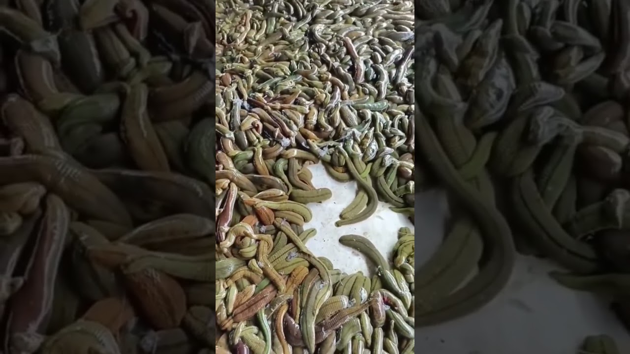 Leech Farm #shorts #animals #farming #agriculture